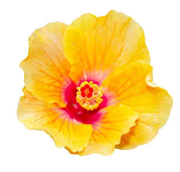 istock Orange hibiscus flower isolated on white background 1146273131