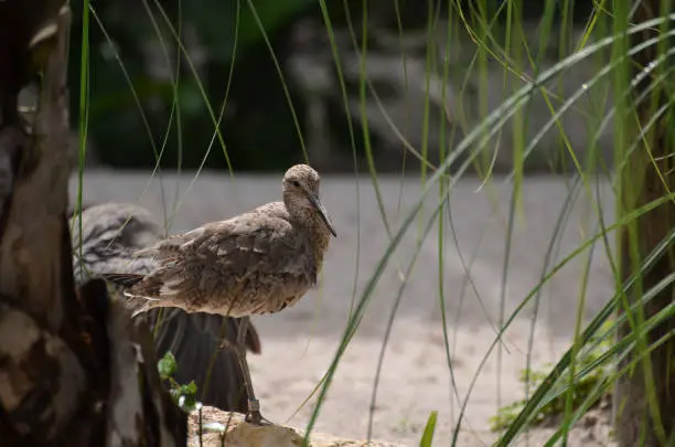 Beach with a Willet Shorebird