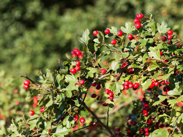 サンザシ (crataegus) 日光に赤い果実を持つ低木 - hawthorn berry fruit common fruit ストックフォトと画像