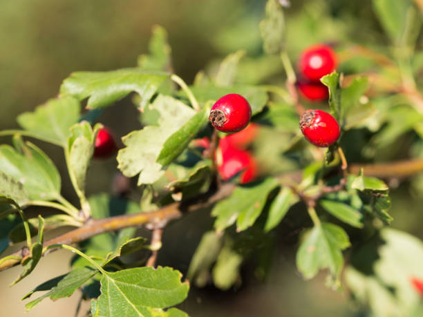 サンザシ (crataegus) 日光に赤い果実を持つ低木 - hawthorn berry fruit common fruit ストックフォトと画像