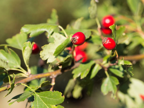 arbustos do hawthorn (crataegus) com as bagas vermelhas na luz solar - hawthorn berry fruit common fruit - fotografias e filmes do acervo