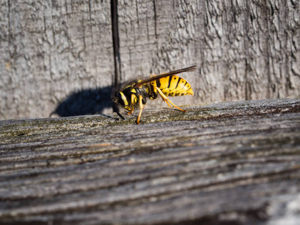 istock Wasp sitting on a wooden fence 1146274482