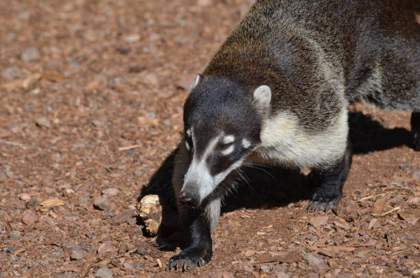 istock Cute Coati Prowling Around 1146274735