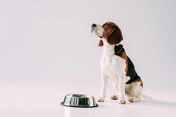 istock cute beagle dog sitting near bowl on grey background 1146274799