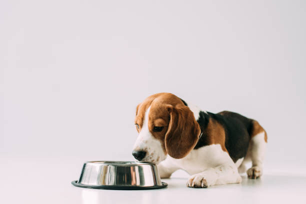 istock beagle dog lying near bowl on grey background 1146274803