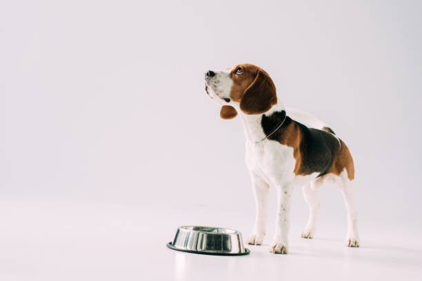 istock cute beagle dog standing near bowl on grey background 1146274808