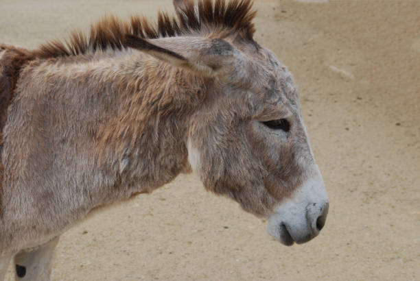 istock Adorable Wild Donkey in Aruba 1146275149