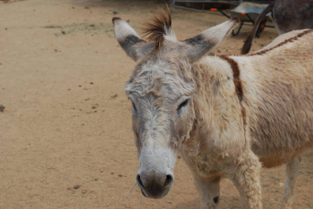 istock Adorable Wild Donkey in Aruba 1146275204