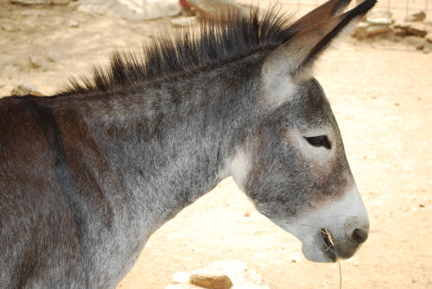 Cute wild donkey chewing on hay in Aruba.
