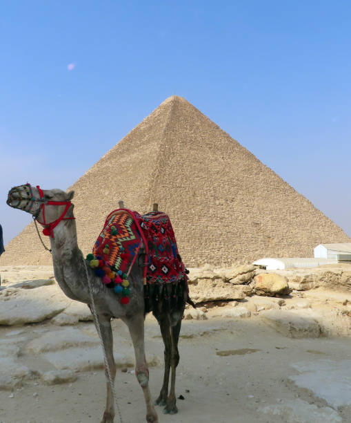 egyptian pyramids egypt ancient pyramid 7 wonders  camel - egypt camel pyramid shape pyramid imagens e fotografias de stock