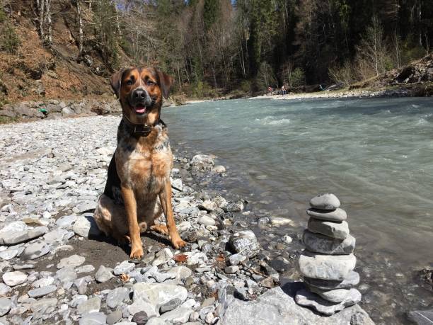 Mixed breed dog next to an alpine torrent