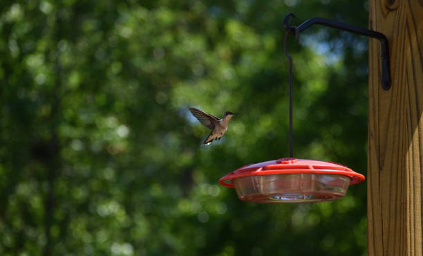 istock Hummingbird landing on feeder 1146276431