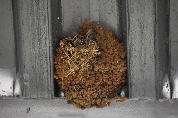 istock Series of Swallows Nests Underneath Highway Bridge Ledge 1146276490