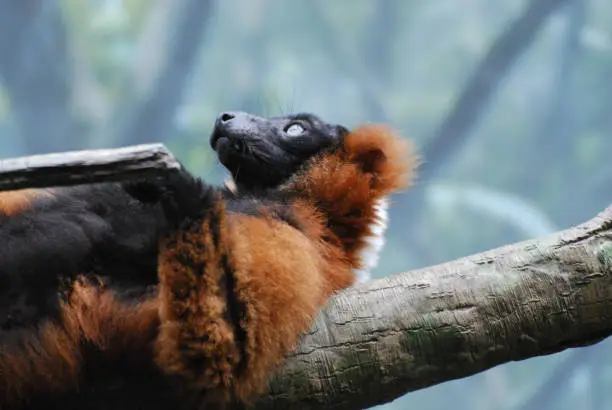 Adorable red ruffed lemur laying on a fallen log on his back.