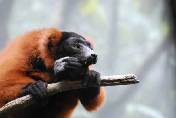 Amazing red ruffed lemur with long fangs sitting on a tree branch.