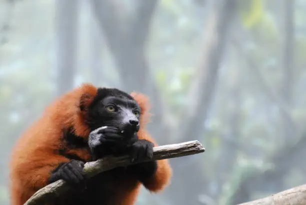 Cute red ruffed lemur with very sharp teeth eating in a tree.