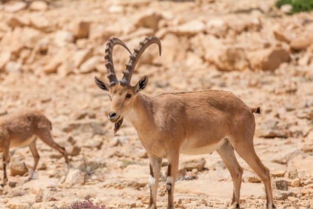 istock Nice view of Nubian ibex goat 1146276552
