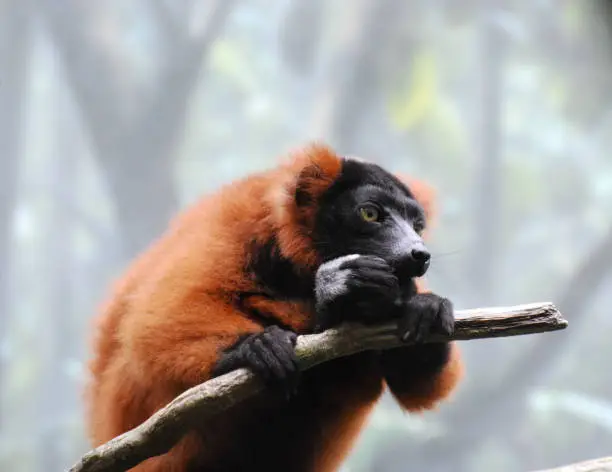 Adorable red ruffed lemur eating a snack on a tree branch.
