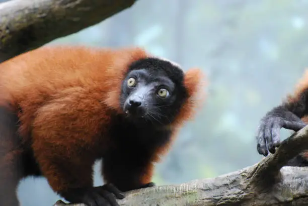 Yellow eyes on a red ruffed lemur with fluffy red fur.