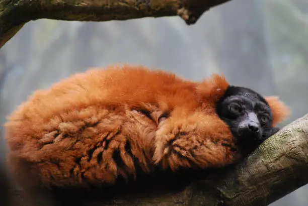 Resting red ruffed lemur curled up in a tree.