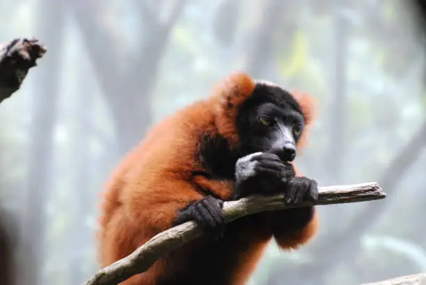 Adorable red ruffed lemur clinging to a tree branch.