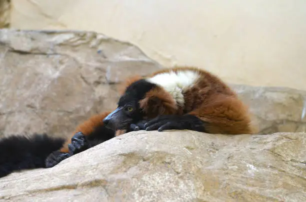 Red ruffed lemur resting on a large rocky surface.