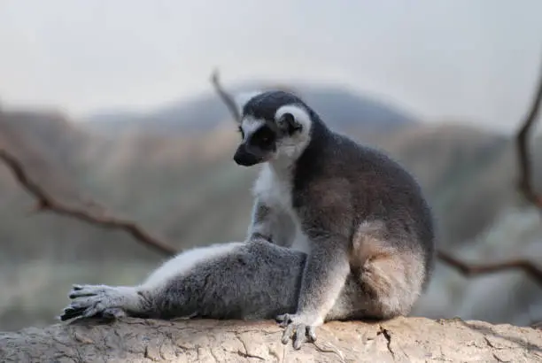 Funny ring-tailed lemur sitting up in a silly pose on a tree.