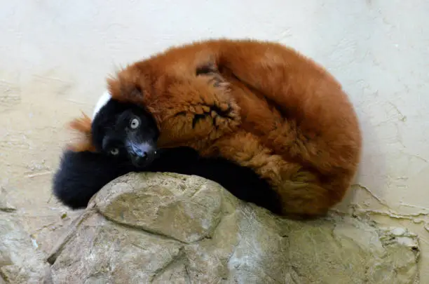 Red ruffed lemur curled up and resting on a rock.