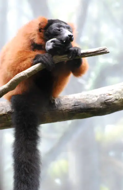 Cute red ruffed lemur sitting on a dead tree branch.