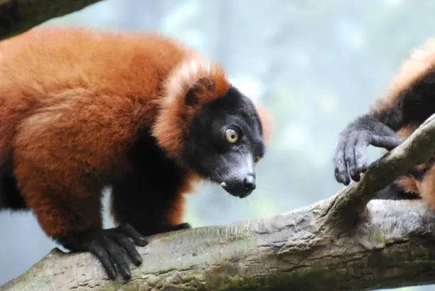 Red ruffed lemur climbing up a fallen log.