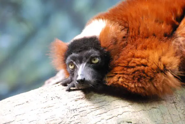 Adorable face of a red ruffed lemur on a fallen log.