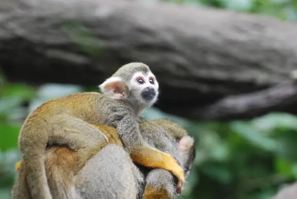 Adorable baby squirrel monkey clinging to it's mother's back.