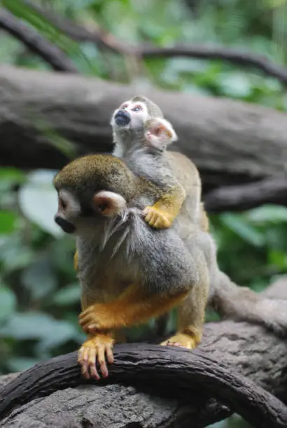 Absolutely adorable capture of a squirrel monkey family with a mom and a baby.