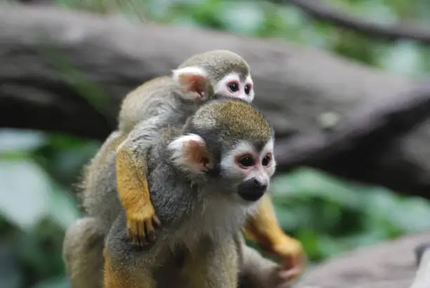 Amazing family of squirrel monkeys with a baby on it's mom's back.