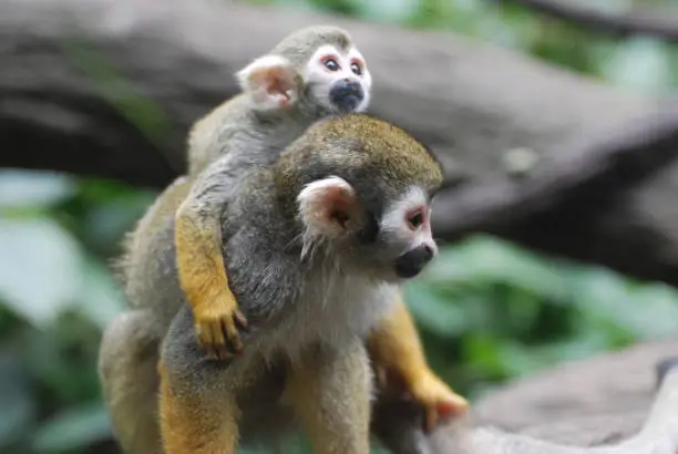 Beautiful mother and baby squirrel monkey in the wild.