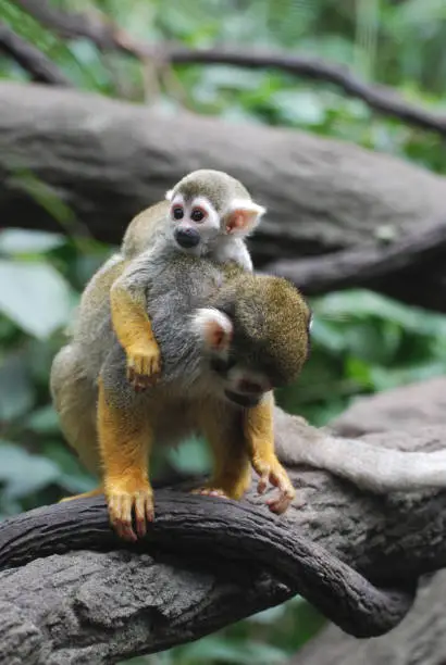 Adorable baby squirrel monkey clinging to it's mom.