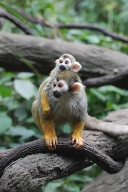 Really cute baby squirrel monkey on it's mother's back.