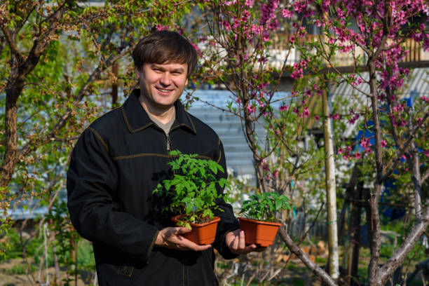 istock A man will keep containers with seedlings of pepper and tomatoes at their summer cottage 1146278302