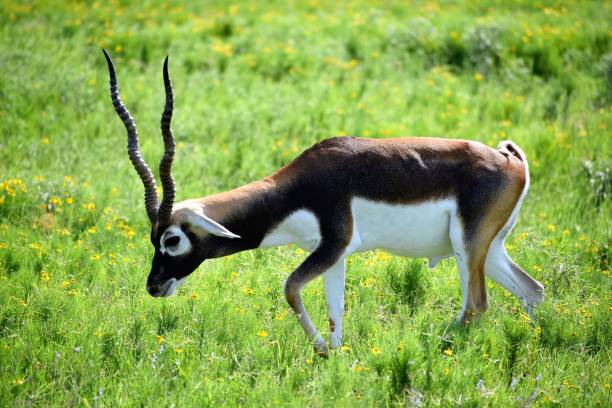 Blackbuck Antilope Cervicapra Stock Photo - Download Image Now - Blackbuck, Animals In The Wild, Horizontal - iStock Blackbuck Antilope Cervicapra Stock Photo - Download Image Now - Blackbuck, Animals In The Wild, Horizontal - iStock