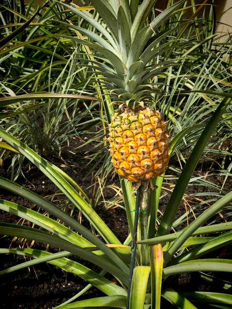 A Pineapple Plant with the Pineapple Fruit Still life of a pineapple plant. kauai pineapples stock pictures, royalty-free photos & images