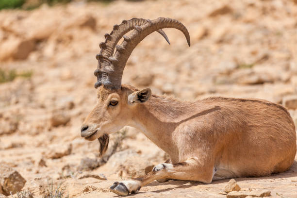 istock Nice view of Nubian ibex goat 1146279608