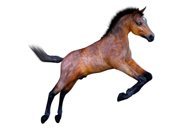 istock 3D illustration horse foal on white 1146279741