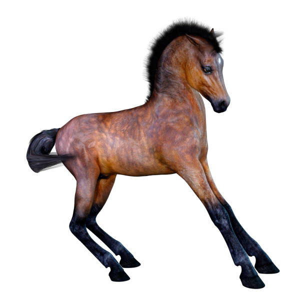 istock 3D illustration horse foal on white 1146279744