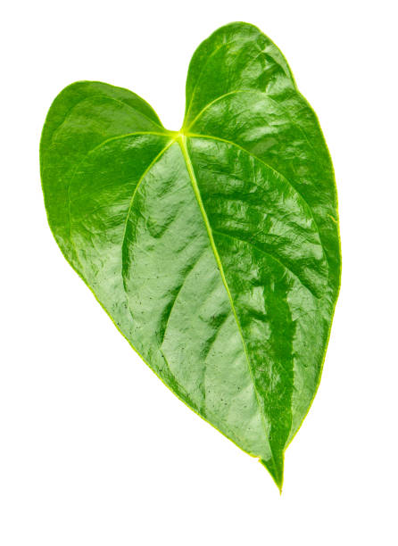 istock Leaf of Anthurium flower 1146280517