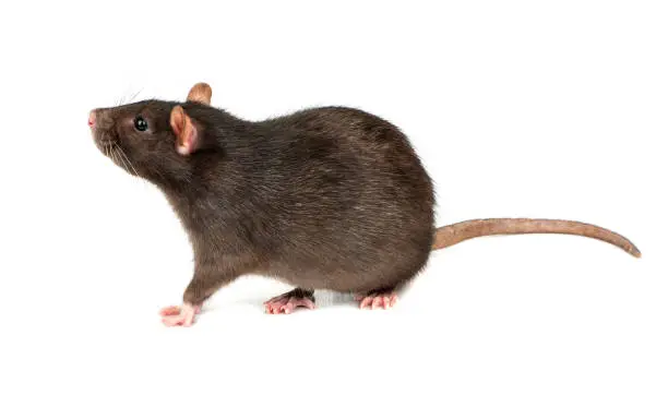 Thick grey rat isolated on white background