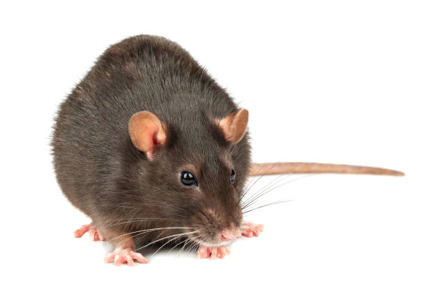 Grey rat isolated Fat grey rat isolated on white background close up funny gray mouse stock pictures, royalty-free photos & images