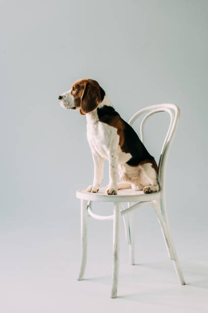 istock cute beagle dog sitting on white chair on grey background 1146281394