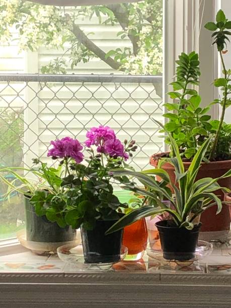 istock Bay window full of flowers 1146284026