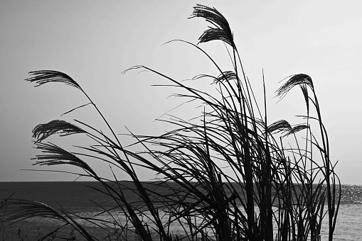 Korean uksae, maiden silvergrass on a Seashore in Jeju Island, South Korea. The image was shot against the  beautiful Autumn light. The grass is silhouetted with the sea as a background.