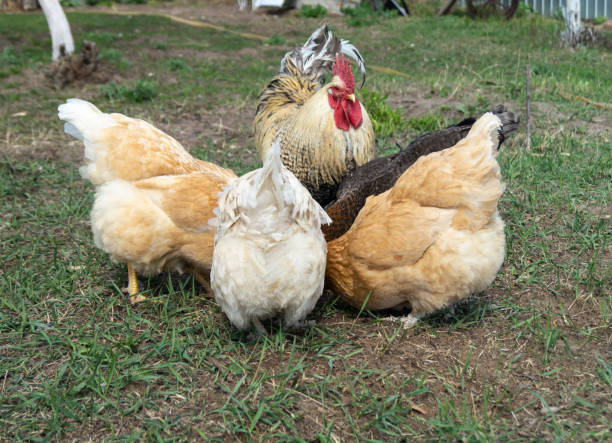 istock Cock with hen at solar day by springtime 1146285641